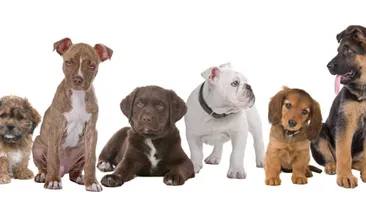 Ce zodie e animalul tau de companie? Vezi aici cum ii influenteaza astrele comportamentul