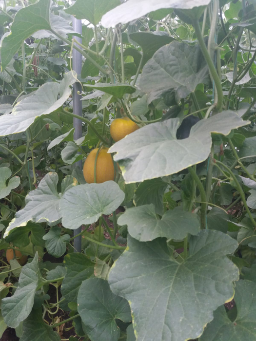 Pepenii crescuți pe verticală ar asigura o producție dublă față de cei cultivați tradițional