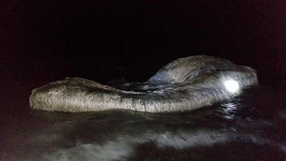 A fost descoperit un monstru marin care nu seamănă cu nimic de pe această planetă! Imagini înfiorătoare! Localnicii cred că este un semn rău: „Rugați-vă pentru noi”