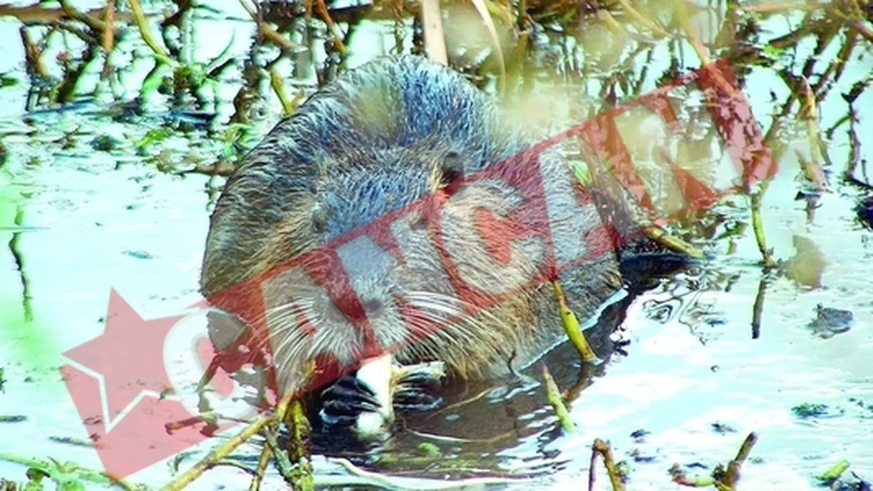 Castorii de pe Olt nu pot fi monitorizati prin radio