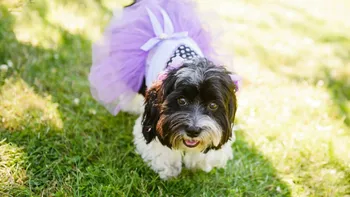 Idei de nume pentru câini fete. Cele mai speciale nume pentru animalul tău