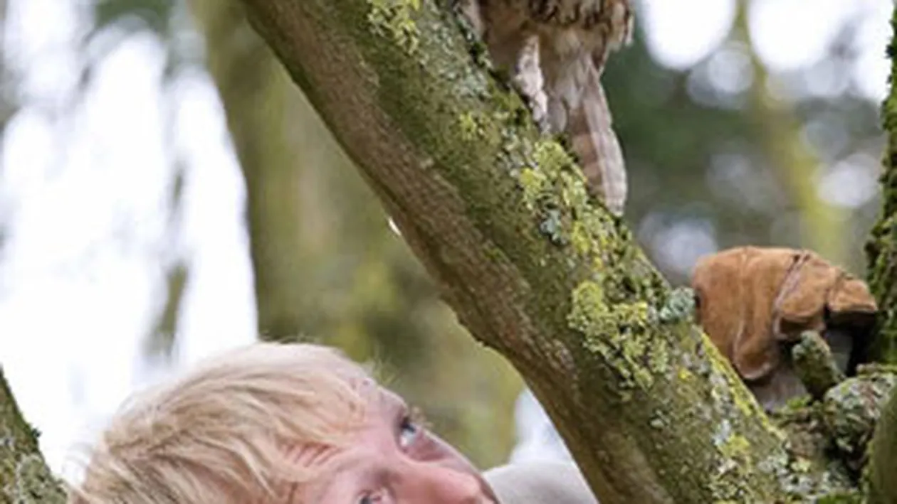 O bufnita se teme sa zboare la inaltime