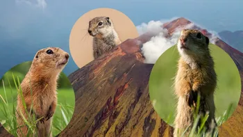 Experimentul care a salvat un ecosistem: cum au devenit popândăii eroi după o erupție vulcanică