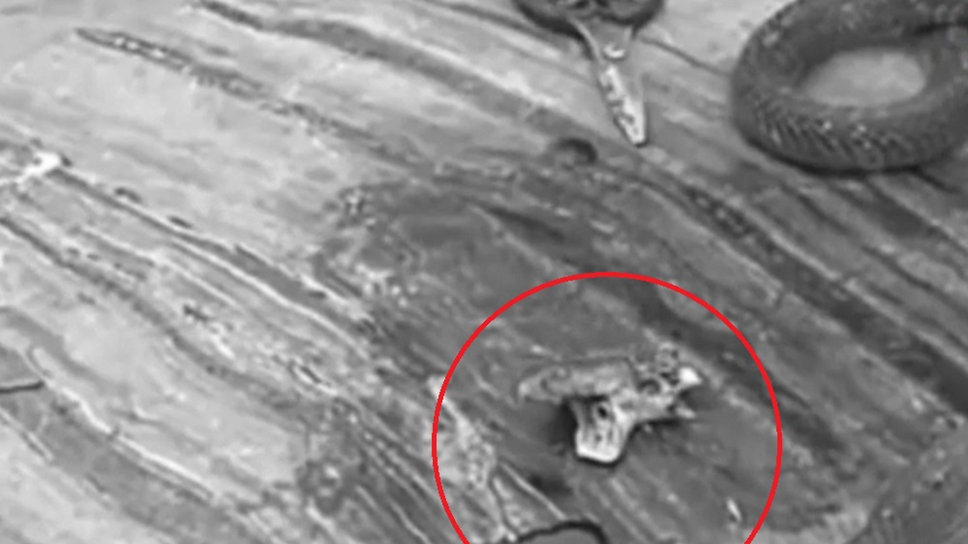 Un bărbat a fost la un pas de moarte după ce a fost muşcat de un şarpe decapitat! Explicația uimitoare: “Este una dintre greşelile clasice”