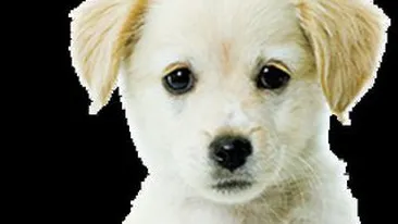 Animale care te feresc de ghinion