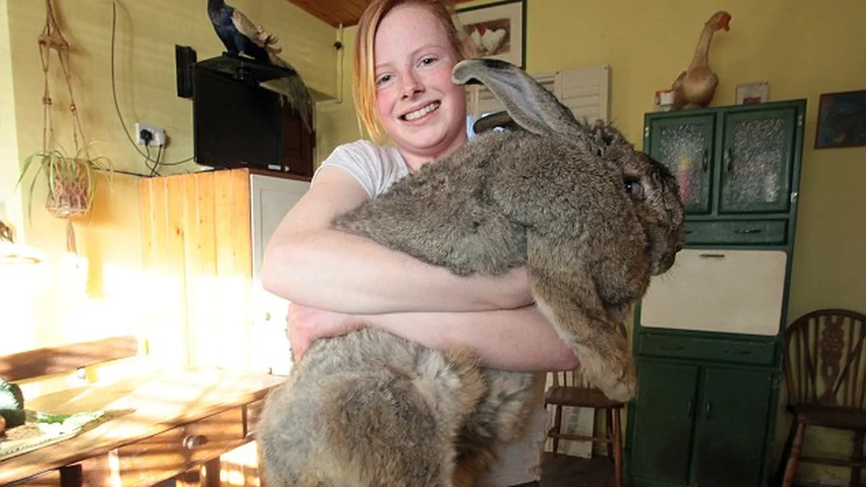 El este cel mai gras iepure din lume! Cântăreşte cât un copil de 3 ani si mănâncă nonstop! L-ai vrea cadou de Paste?