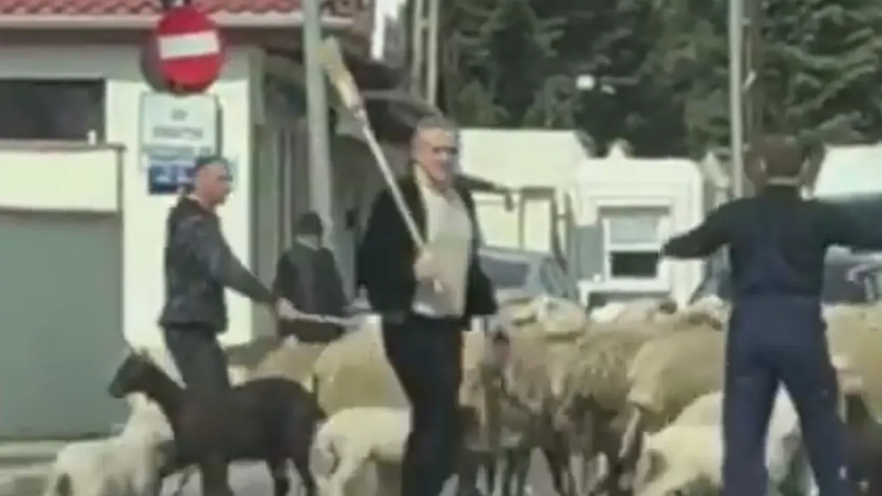 VIDEO FABULOS. Gigi Becali și-a scos oile la plimbare! Latifundiarul a blocat traficul în Pipera