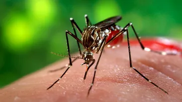  Alertă la nivel european! Virusul Zika ar putea ajunge în România! 