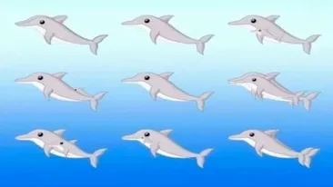 Test de inteligență viral | Câți delfini sunt, în total, în această imagine?