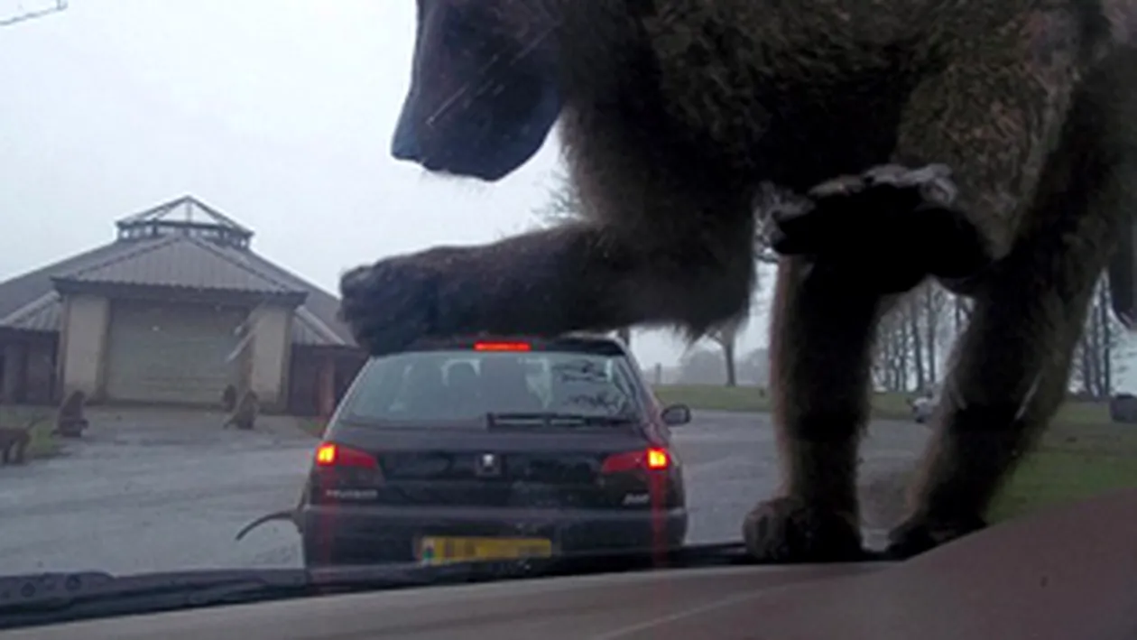 King Kong, tu esti oare? Uite cum un babuin zdrobeste o masina!