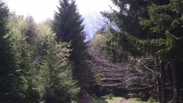 O fetita s-a ratacit in munti in timpul Campionatului National de Alergare Montana