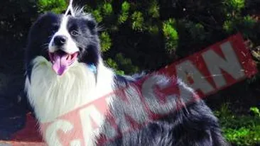 Caini anticiori, cu leafa de 33 de milioane