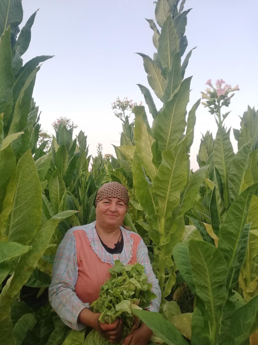 Plantele de tutun din Dolj depășesc ușor trei metri în înălțime