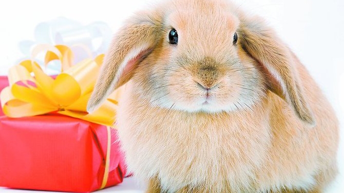 Tot ce trebuie sa stii despre iepuras, ca animal de companie