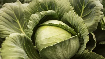 Secretul bulgăroaicelor pentru o varză mereu proaspătă. Ce trebuie să știe toate gospodinele