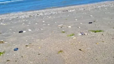 Râzi cu lacrimi! Ce a găsit un turist pe plajă, în Vama Veche! O fi a lui taică-miu. Și-a pierdut-o acum 3 ani