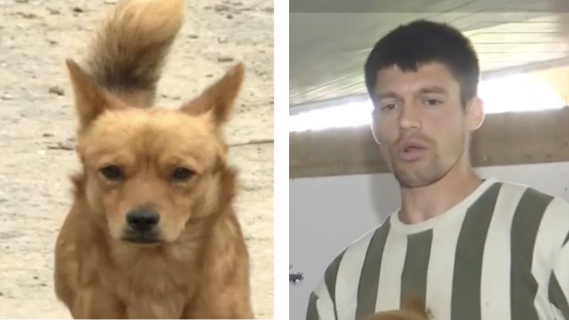 Cățelușul Piki, eroul care și-a salvat stăpânul din calea viiturii. Cum a reușit patrupedul să-l trezească pe Ionuț în ultimul moment