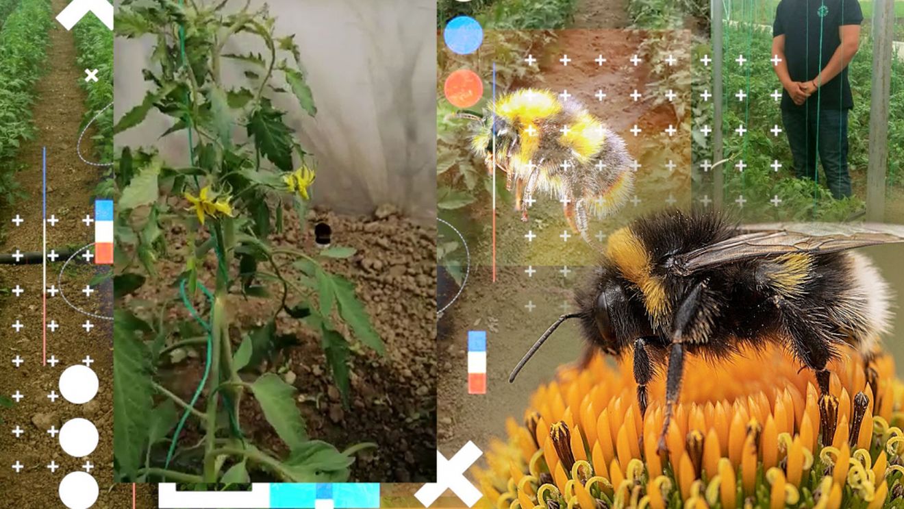 Fermierii din Dolj și-au "angajat" bondari care muncesc 12 ore pe zi în solarii