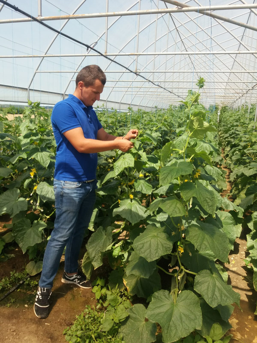 Culturile de castraveți nu le-au adus nicio bucurie fermierilor