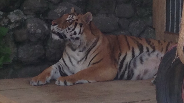 Animalele lui Nutu Camataru nu mai sunt vedete la Zoo Ploiesti. Vezi cine le-a luat locul!