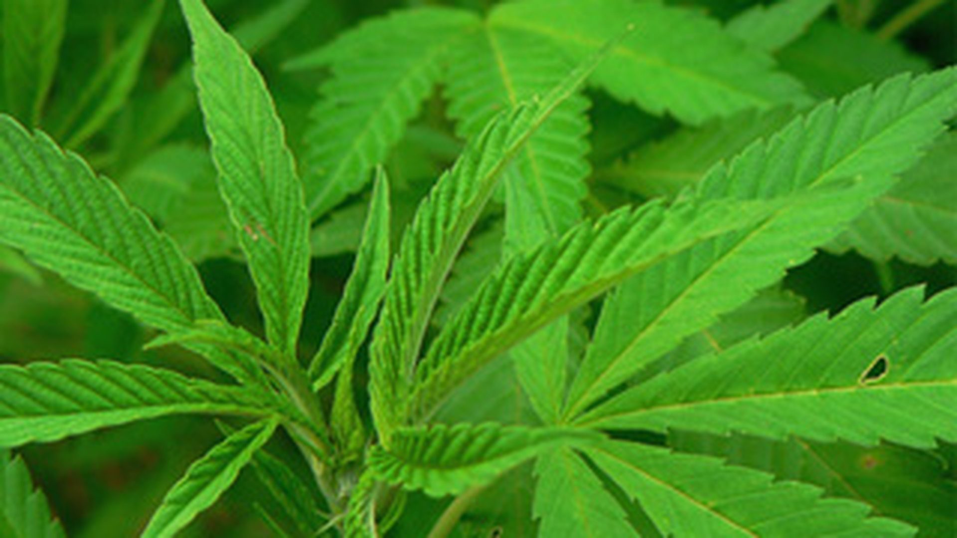Tobosarul trupei Cortez, retinut de DIICOT pentru comercializare de cannabis! El sustine ca e colaborator Mandinga, dar reprezentantii trupei neaga