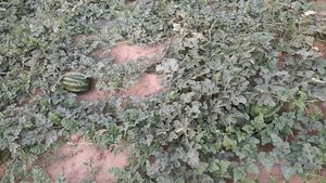Vești proaste de la cultivatorii din Dolj! Ce s-a întâmplat cu celebrii pepeni de Dăbuleni