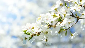 Prognoza meteo de Florii 2026: cum va fi vremea pe 5 aprilie, cu o săptămână înainte de Paște