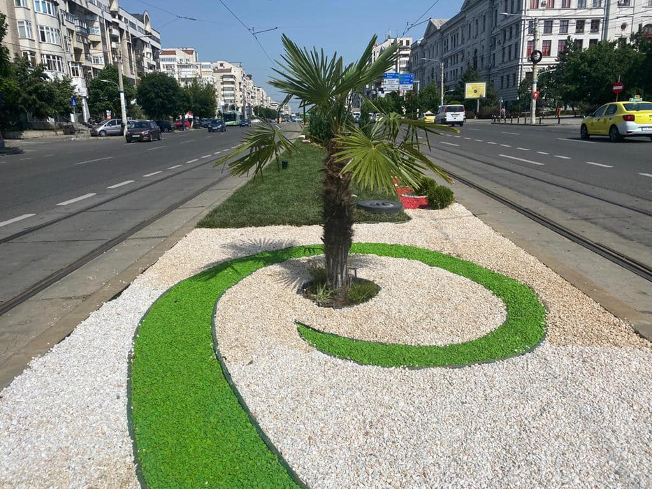 Craiovenii au și ei palmierii lor