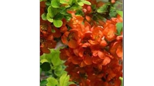 Plante decorative cu proprietati medicinale