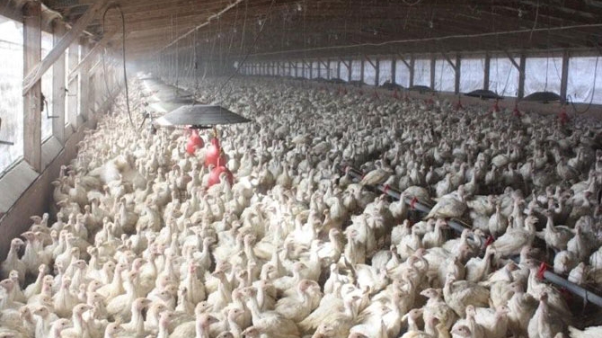Peste 42.000 de pasari de la o ferma din Olanda au fost sacrificate din cauza gripei aviare