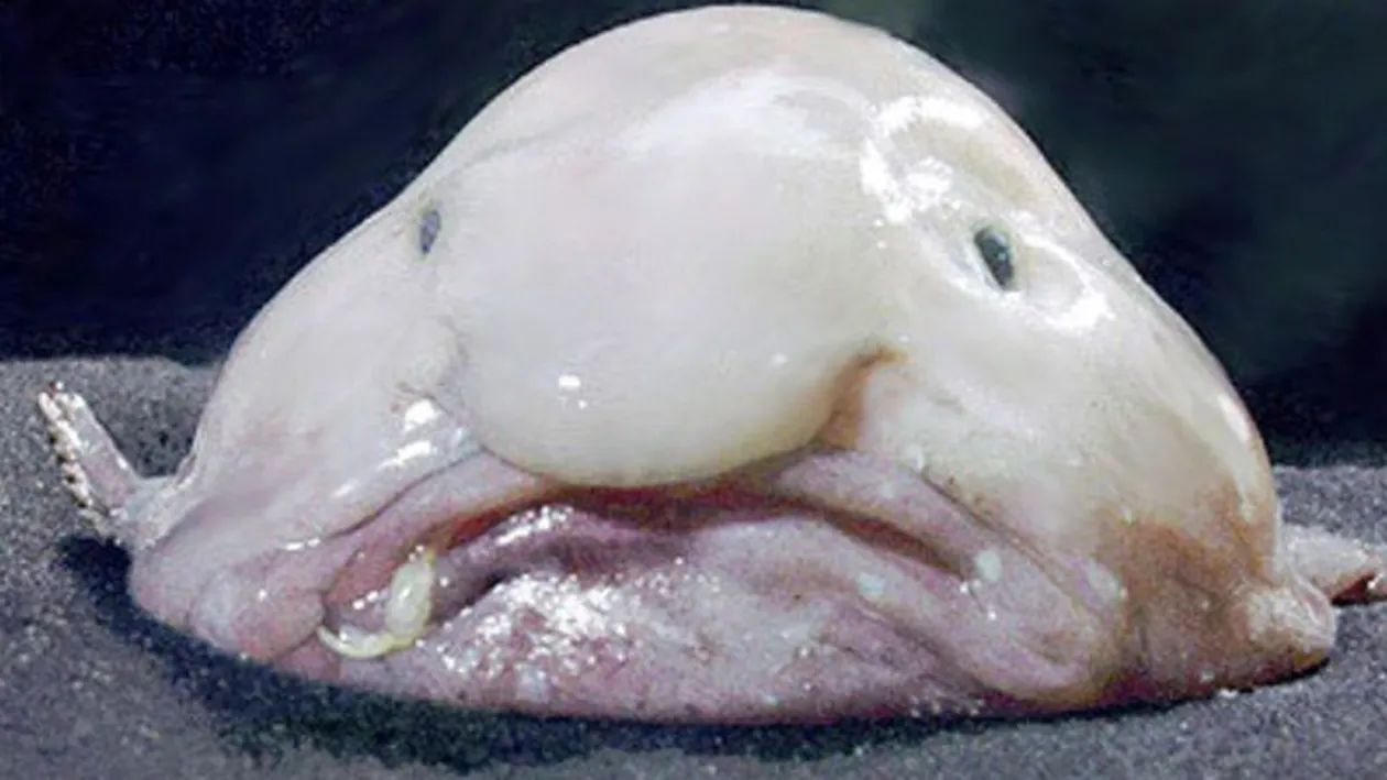 VIDEO Cel mai URÂT animal din lume a fost desemnat... un PEŞTE! Seamănă leit cu chipul unei persoane în vârstă