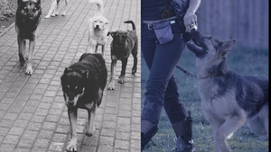 Cum ne putem salva viața, dacă suntem atacați de o haită de câini agresivi. Ce ne învață experții în dresaj