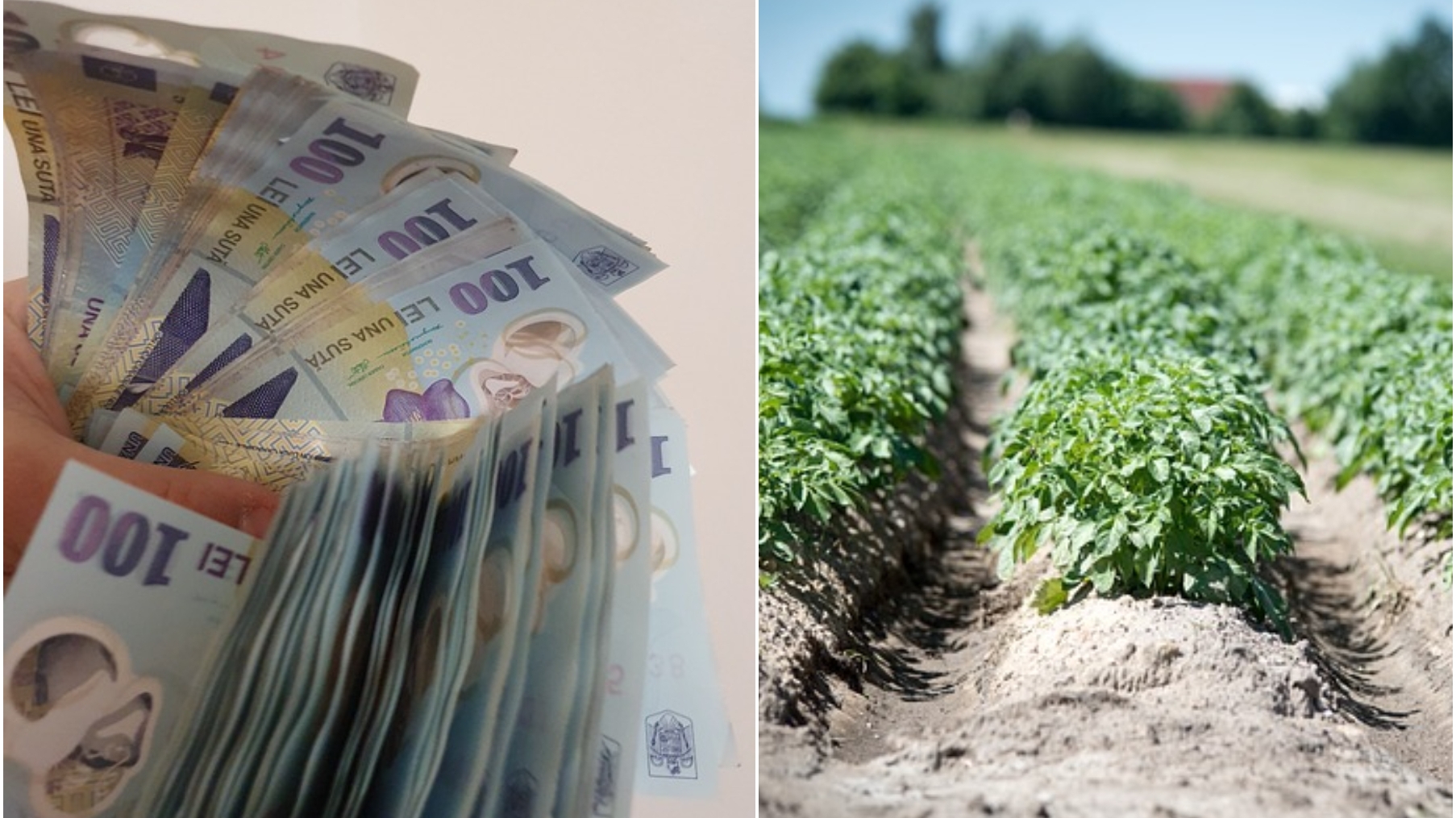 Vești importante pentru o categorie de români! Se oferă un ajutor de la stat de 1000 de lei. Care sunt condițiile