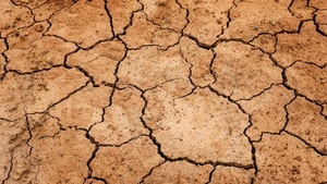 Cel mai afectat județ din România de secetă. Aproape 18.000 de hectare de culturi agricole sunt distruse