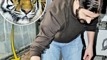 Felina de la Sibiu e material didactic la Cluj! N-au mai incinerat tigroaica, au fiert-o!