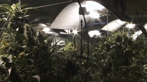 VIDEO. Procurorii DIICOT au dat lovitura în Dâmbovița. Au capturat o rețea care a furnizat două tone de cannabis și produse derivate în ultimii ani