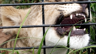 Un leu de la gradina zoologica a tras in cusca sa o fetita de 4 ani