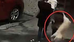 O femeie a ajuns la spital după ce i-a căzut un câine în cap