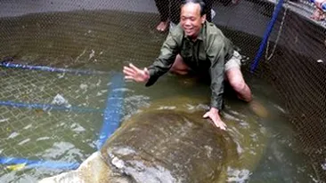 50 de oameni s-au chinuit sa scoata o broasca testoasa de 200 kg si 100 de ani dintr-un lac