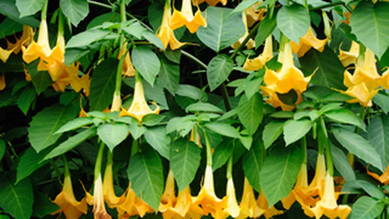 Viol cu permisiunea victimei! Drogul care te te face sa devii o papusa umana