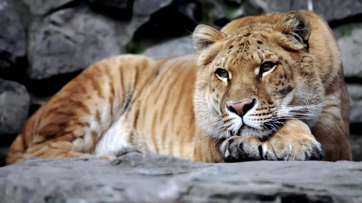 Copil de 5 ani, mușcat de un ligru la o grădină zoologică privată din Suceava. Micuțul a fost transportat de urgență la spital