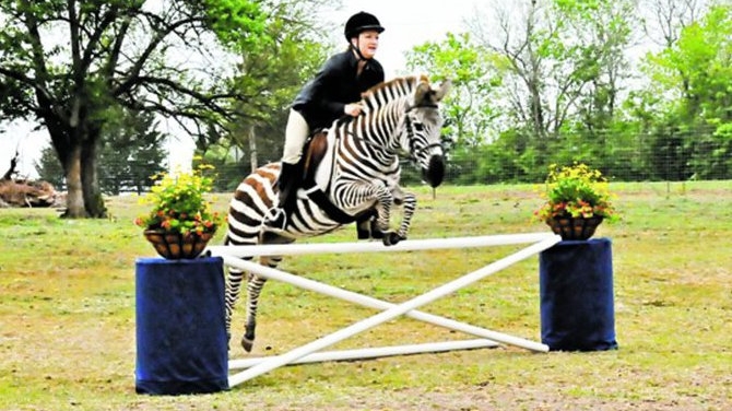 Zack, zebra care sare garduri in rand cu caii