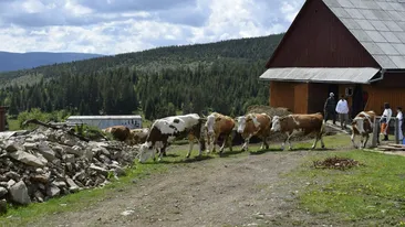 Ai auzit de satul Măguri? Este localitatea aflată la cea mai înaltă altitudine din România şi arată mirific