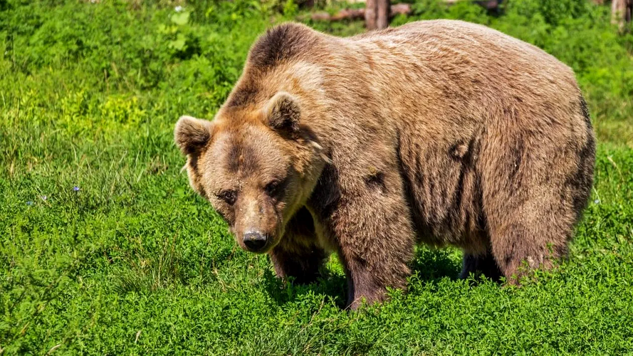 Patru gospodării din Azuga, atacate de un urs. Locuitorii sunt înfricoșați