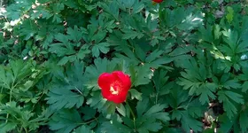 Galerie foto - poza 2