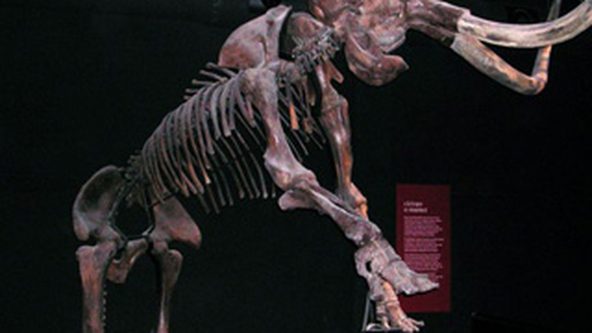 Doua fosile de mamut, descoperite in albia raului Moldova!