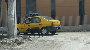 Un bucurestean te invata sa-ti plimbi cainele fara sa te... misti! Vezi cum e posibil!