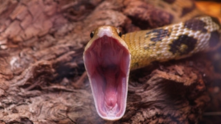 Vrea sa traiasca alaturi de cele mai veninoase reptile timp de patru luni! Oare va reusi?