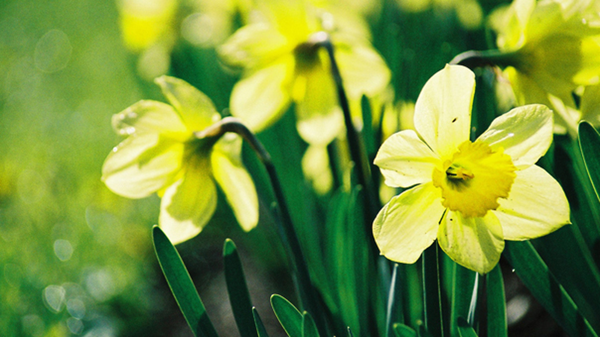 Sărbătoarea Floriilor! Ce semnificaţie are numele tău de floare