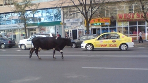 O vacă le-a dat de furcă șoferilor din Iași! S-a plimbat pe linia de tramvai din centrul orașului câteva ore
